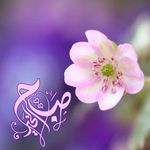 عام (Bader)